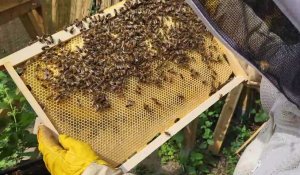 Auchel : l'apicultrice Chloé Auguste présente un modèle de ruche