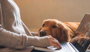 Prendre son chien au bureau rend plus heureux, selon une étude