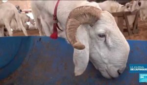 Crise politique au Sénégal : à l'approche de la Tabaski, les éleveurs de moutons inquiets