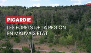 Environnement : le mauvais état des forêts en Picardie