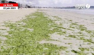 VIDEO. Des algues vertes prolifèrent sur la plage de La Baule depuis plusieurs jours