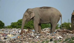 Au Sri Lanka, le problème éléphantesque des déchets plastiques