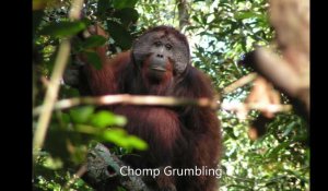 Comme un beatboxer, les orangs-outans sont capables de produire deux sons différents en même temps