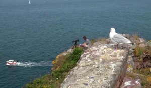 Cap Fréhel : le nombre d'oiseaux marins a doublé !