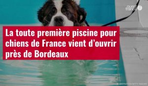 VIDÉO. La toute première piscine pour chiens de France vient d’ouvrir près de Bordeaux