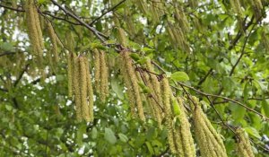 Le pollen est de retour !