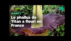 Un très rare « phallus de Titan » a fleuri en France et le spectacle n’est pas que visuel