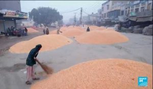 D'où vient le riz basmati ? : l'Inde et le Pakistan se disputent l'appellation du féculent