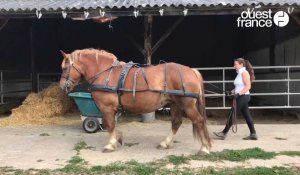 VIDEO. À Nozay, une matinée dans les pas des chevaux de Julie Bouquiaux.