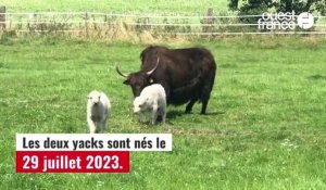 VIDÉO. Des yacks jumeaux naissent au parc animalier d'Écouves, une première