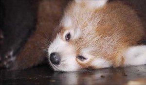 Fort-Mardyck : la douce venue au monde de deux pandas roux, nés cet été au zoo Bio-Topia