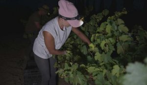 Au sud de l'Espagne, la chaleur provoque des vendanges précoces