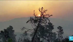 Incendie en Tunisie : huit hectares de végétation détruits à la frontière algérienne