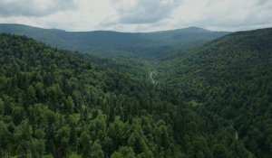 Pologne: les écologistes sonnent l'alarme sur la déforestation des "précieuses" Carpates
