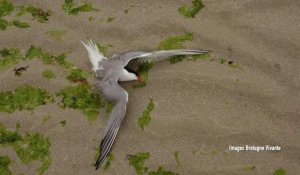 Grippe aviaire : La plus grande colonie de sternes de Bretagne décimée