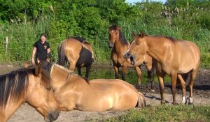 Chevaux Henson : les ambassadeurs du Nord