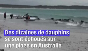 Australie : Une vingtaine de dauphins sont morts échoués sur une plage #shorts
