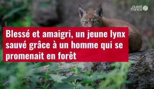 VIDÉO. Blessé et amaigri, un jeune lynx sauvé grâce à un homme qui se promenait en forêt