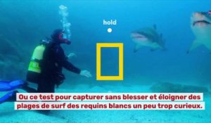 Chris Hemsworth à la rencontre des requins : Coup de coeur de Télé 7