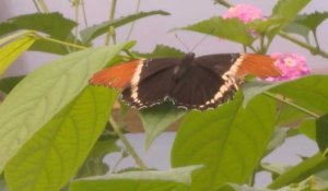 Royaume-Uni: une ONG tire la sonnette d'alarme face au déclin des papillons et pollinisateurs