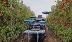 VIDÉO. En Israël, des techniques de pointe bousculent l'agriculture