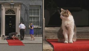 Londres: le tapis rouge et Larry, le chat de Downing Street, attendent le président américain