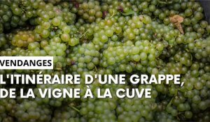 Vendanges : l'itinéraire d'une grappe, de la vigne à la cuve