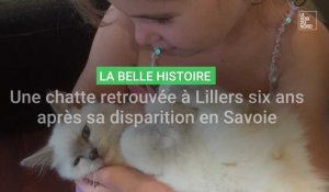 Six ans après sa disparition, une chatte retrouvée à Lillers, à 1 000 kilomètres de chez elle