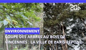"L'écologie, c'est le long terme": Paris justifie la coupe des arbres au bois de Vincennes