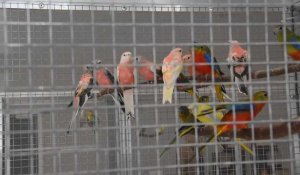 Passion oiseaux club de Saint-Quentin a organisé sa bourse à Jussy