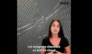 Araignées: voici 5 choses à faire pour éviter qu'elles ne rentrent chez vous