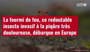 VIDÉO. La fourmi de feu, ce redoutable insecte invasif à la piqûre très douloureuse, débarque en Europe