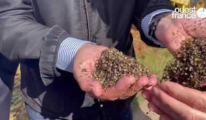 VIDEO. La galette de sarrasin au patrimoine de l'Unesco?