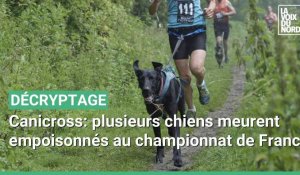 Canicross: plusieurs chiens meurent empoisonnés au championnat de France