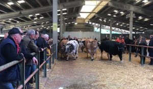 Valenciennes : 69e édition de la foire agricole et son concours de bovins