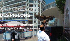 L'hôtel Martinez utilise des faucons pour effrayer les pigeons