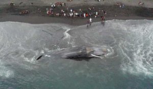 Indonésie : un cachalot de 18 mètres s'échoue sur une plage de Bali
