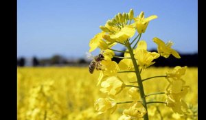 VIDÉO. Allons-nous tous devenir allergique au pollen ?