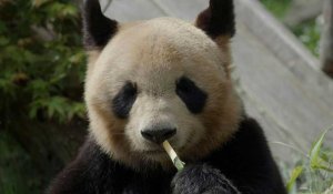 Au revoir Yuan Meng: le premier panda né en France bientôt transféré en Chine