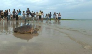 Sur l'île de Ré, des tortues retrouvent l'océan après avoir été soignées