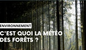 Comment fonctionne la nouvelle météo des forêts ?