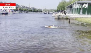 VIDÉO. Des démonstrations de sauvetage canin en mer à la Normandy Channel Race, à Caen
