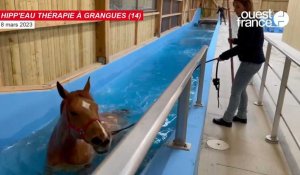 VIDÉO. Plongée dans une thalasso pour chevaux de course et de sport