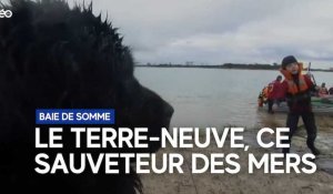 Baie de Somme : le Terre-Neuve, ce chien secouriste