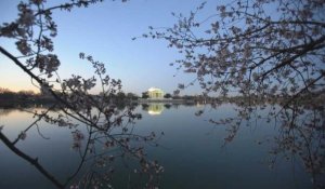 Les cerisiers en fleurs de Washington attirent les visiteurs