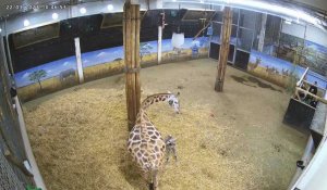 Un girafon est né à Pairi Daiza 