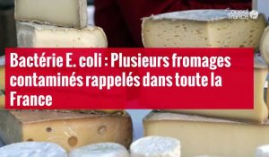 VIDÉO. Bactérie E. coli : Plusieurs fromages contaminés rappelés dans toute la France