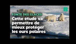 Une étude fait le lien entre émissions de CO2, fonte des glaces et déclins des oursons polaires