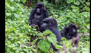 VIDÉO. À la rencontre des gorilles du Rwanda