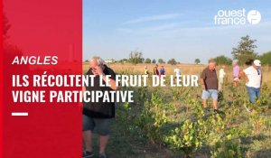 VIDÉO. En Vendée, les " œnopotes " récoltent le fruit de leur vigne participative